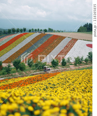 北海道・四季彩の丘に広がる色鮮やかな花畑 118165835