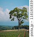 北海道・四季彩の丘に立つ印象的な一本の大木 北海道・四季彩の丘に立つ印象的な一本の大木 118165839