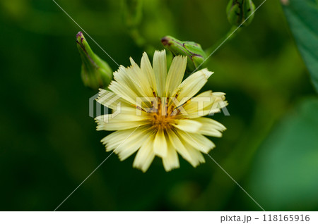 信濃川・やすらぎ堤の秋の野芥子 信濃川・やすらぎ堤の秋の野芥子 118165916