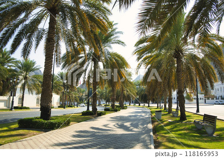 オールドマスカットの椰子の木の並木道 118165953