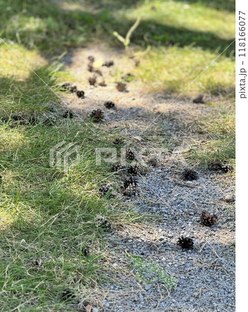 地面に落ちた松ぼっくり 118166077