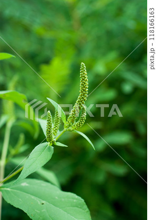 信濃川・やすらぎ堤の大豚草 118166163