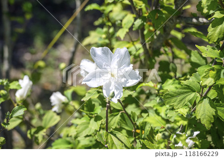 シロハナガサ 白花笠 ムクゲ アオイ科 シロハナガサ 白花笠 ムクゲ アオイ科 118166229