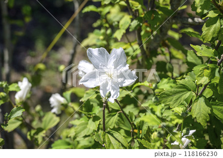シロハナガサ 白花笠 ムクゲ アオイ科 118166230