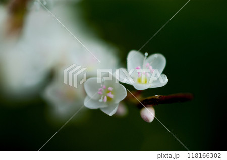 信濃川・やすらぎ堤の白花桜蓼(しろばなさくらたで) 118166302