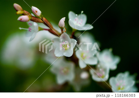 信濃川・やすらぎ堤の白花桜蓼(しろばなさくらたで) 118166303