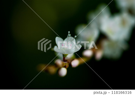 信濃川・やすらぎ堤の白花桜蓼(しろばなさくらたで) 118166316