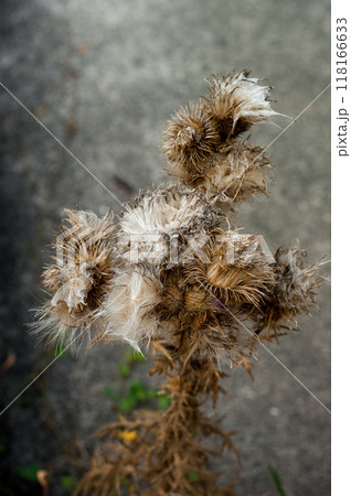 枯れたあざみ 枯れたあざみ 118166633