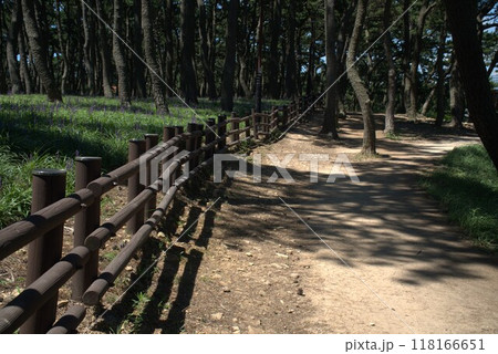 pine trees forest with purple flower bed pine trees forest with purple flower bed 118166651
