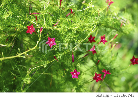 ルコウソウ 赤色 秋の花 秋素材 118166743