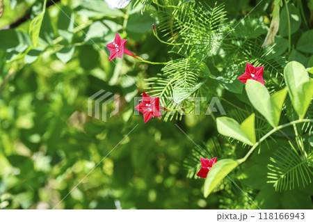 ルコウソウ 赤色 秋の花 秋素材 118166943