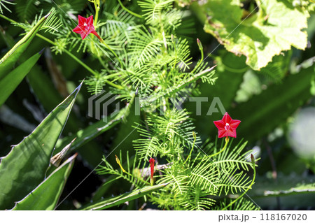 ルコウソウ 赤色 秋の花 秋素材 ルコウソウ 赤色 秋の花 秋素材 118167020