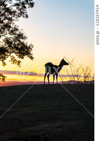 【奈良県】若草山の山頂にいる鹿のシルエット 【奈良県】若草山の山頂にいる鹿のシルエット 118167414