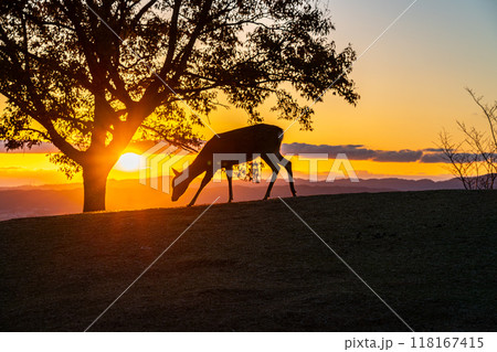 【奈良県】若草山の山頂にいる鹿のシルエット 【奈良県】若草山の山頂にいる鹿のシルエット 118167415