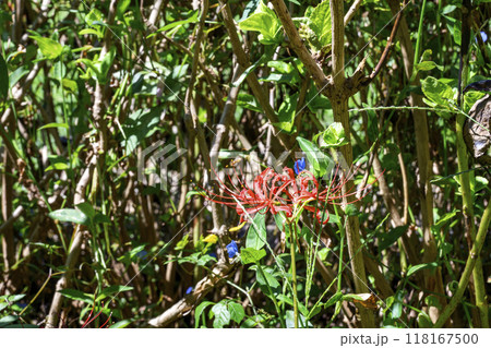 彼岸花 秋の花 秋素材 日本の四季 イメージ 彼岸花 秋の花 秋素材 日本の四季 イメージ 118167500