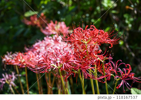 彼岸花 秋の花 秋素材 日本の四季 イメージ 118167537