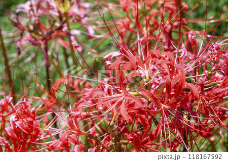 彼岸花 秋の花 秋素材 日本の四季 イメージ 彼岸花 秋の花 秋素材 日本の四季 イメージ 118167592