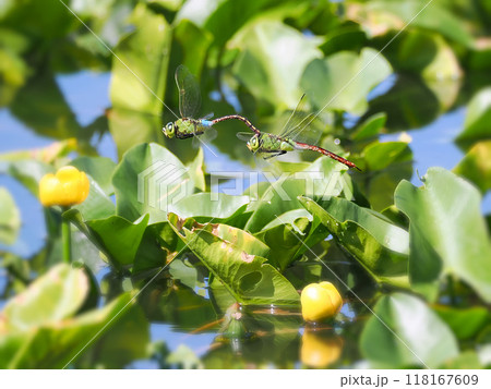 水辺を飛ぶギンヤンマのカップル 118167609