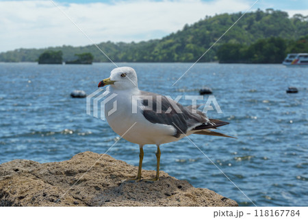 松島湾の岩場に乗るウミネコ Larus crassirostris 松島湾の岩場に乗るウミネコ Larus crassirostris 118167784