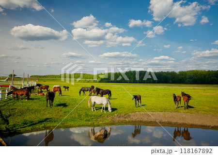 horse farm, horse ranch, riding school horse farm, horse ranch, riding school 118167892