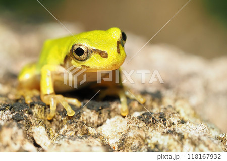 ニホンアマガエルの幼体 118167932