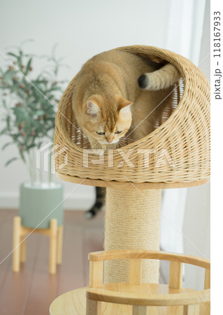 happy with cat concept with british cat play on cat house with modern home decoration background happy with cat concept with british cat play on cat house with modern home decoration background 118167933