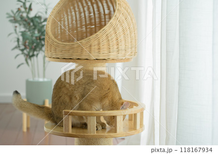 happy with cat concept with british cat play on cat house  with modern home decoration background 118167934