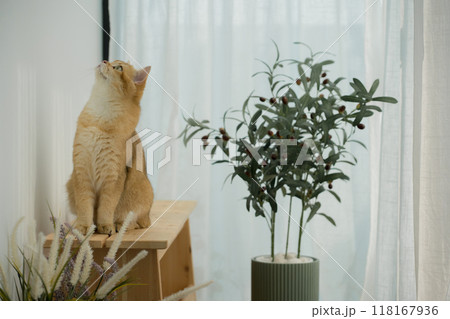 happy with cat concept with british cat play on wood table with modern home decoration background happy with cat concept with british cat play on wood table with modern home decoration background 118167936