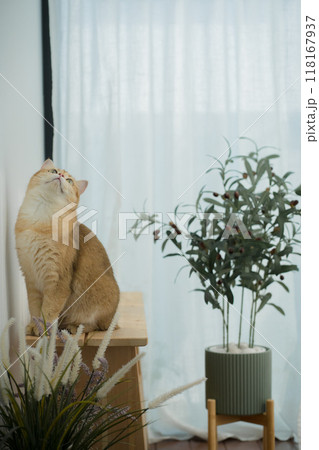 happy with cat concept with british cat play on wood table  with modern home decoration background 118167937