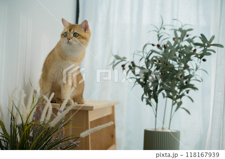 happy with cat concept with british cat play on wood table with modern home decoration background happy with cat concept with british cat play on wood table with modern home decoration background 118167939