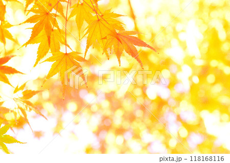 晩秋に色づくモミジ 118168116