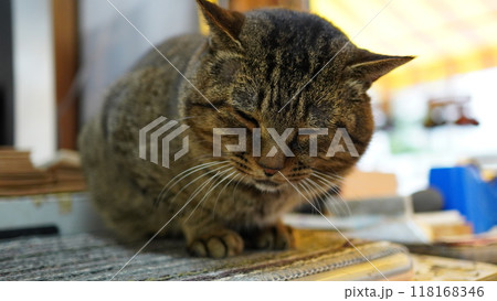 震災前の輪島朝市通りにいた猫 2021年12月撮影 震災前の輪島朝市通りにいた猫 2021年12月撮影 118168346