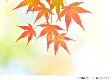 晩秋に色づくモミジ 118168547