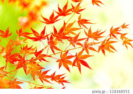 晩秋に色づくモミジ 晩秋に色づくモミジ 118168551