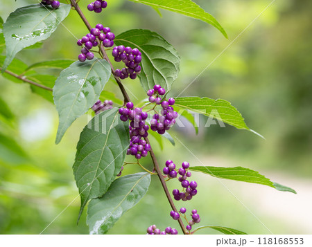 艶のある紫の実をつける小紫 118168553
