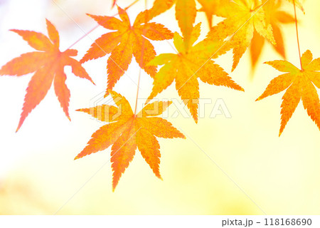 晩秋に色づくモミジ 118168690