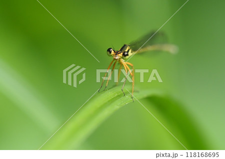 モノサシトンボ（メス） 118168695