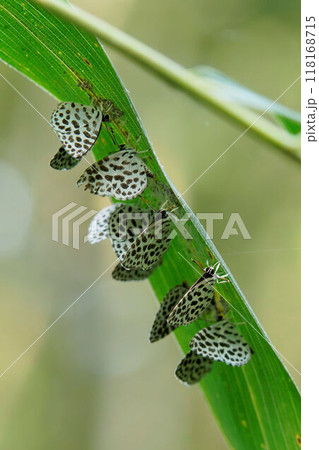 アブラムシに集まるゴイシシジミ 118168715