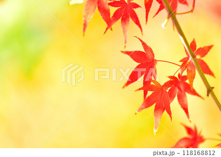 晩秋に色づくモミジ 118168812