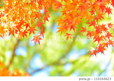 晩秋に色づくモミジ 晩秋に色づくモミジ 118168823