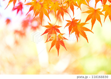 晩秋に色づくモミジ 118168830