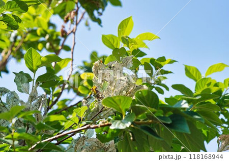 アメリカシロヒトリ被害 118168944