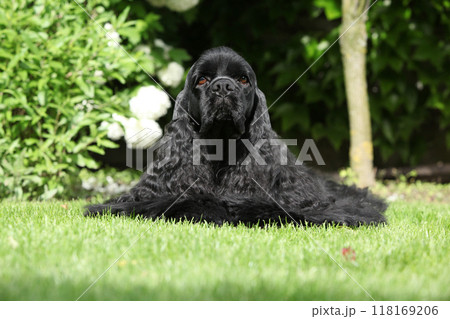American cocker spaniel lying on the grass American cocker spaniel lying on the grass 118169206