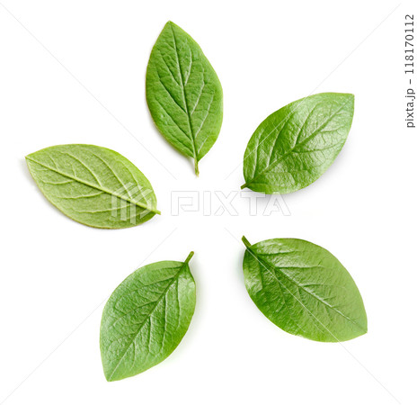 fresh green leaves 118170112