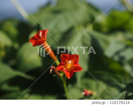 初秋の日差しを浴びたマルバルコウソウの花（オレンジ色の丸葉縷紅草） 118170218