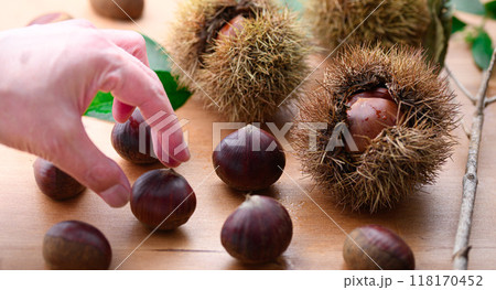 秋の味覚 栗 秋の味覚 栗 118170452