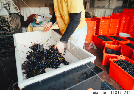 Winery worker selecting grapes before crush and press them. 118171244