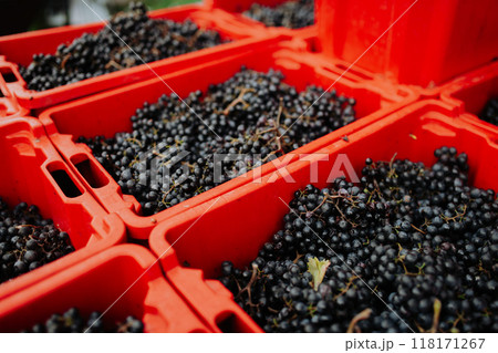 Containers full of fresh blue grapes from vineyard. 118171267