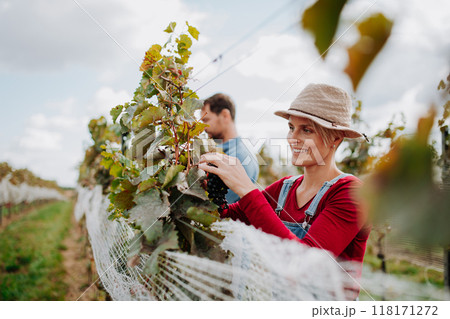 Married couple, owners of vineyard hand-picking grapes from grapevine. Manual grape harvesting in family-run vineyard. Married couple, owners of vineyard hand-picking grapes from grapevine. Manual grape harvesting in family-run vineyard. 118171272