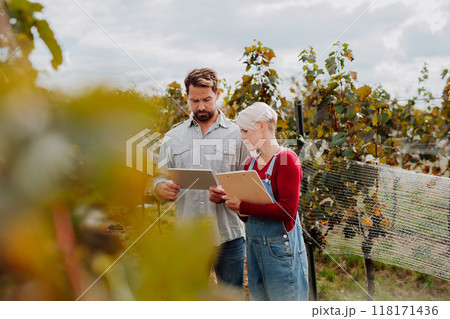 Viticulturist talking with vineyard owner, overseeing grapes growing and harvesting . Manual grape harvesting in family-run vineyard. 118171436